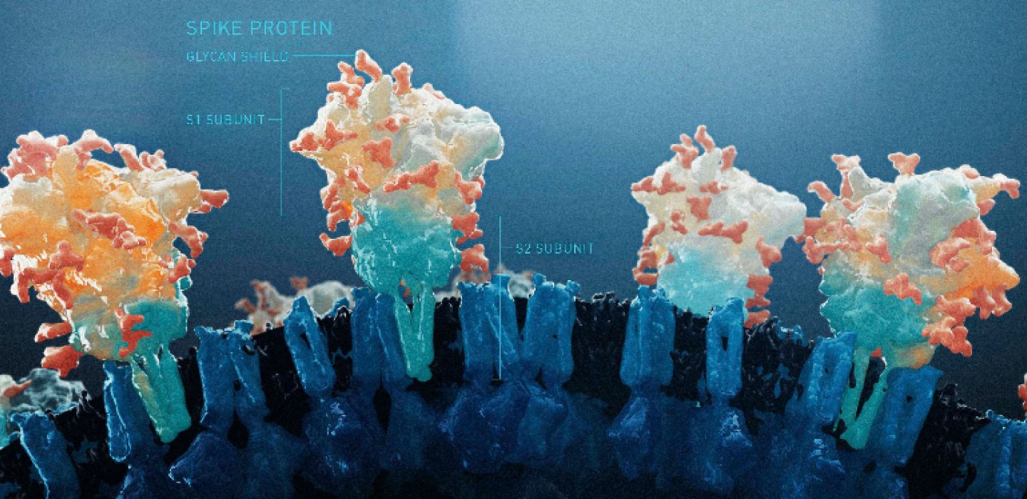 Annotated SARS-CoV-2 spike protein showing the glycan shield and S1 and S2 subunits
