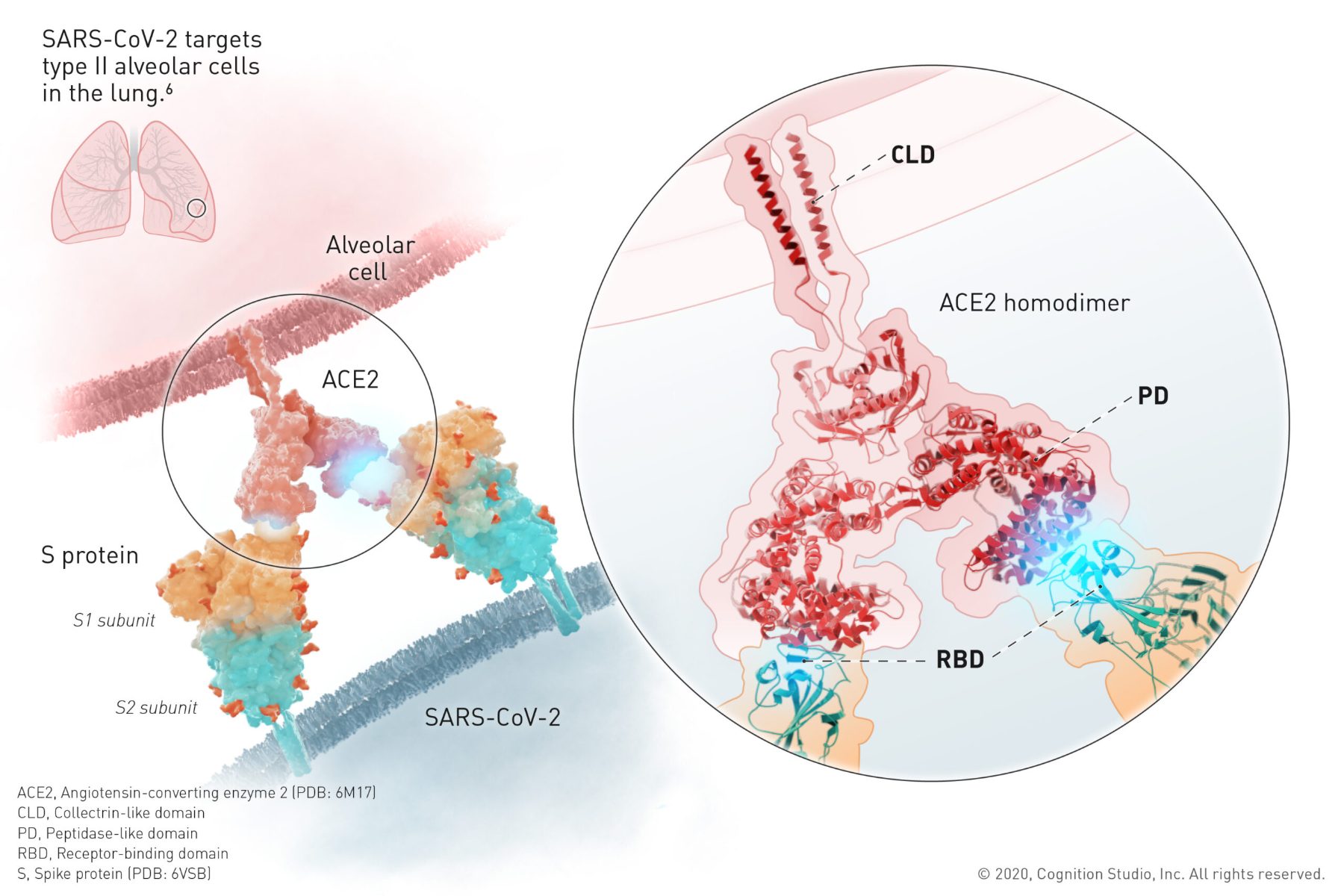 SARS-CoV-2 Spike protein binding the ACE2 homodimer on a type II alveolar cell, with CLD, PD and RBD domains annotated