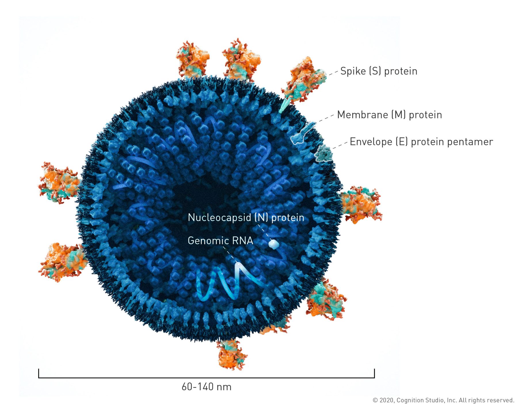Cross-section of a SARS-CoV-2 virion showing Spike, Membrane and Envelope proteins, nucleocapsid protein and genomic RNA, scaled 60 to 140 nanometres