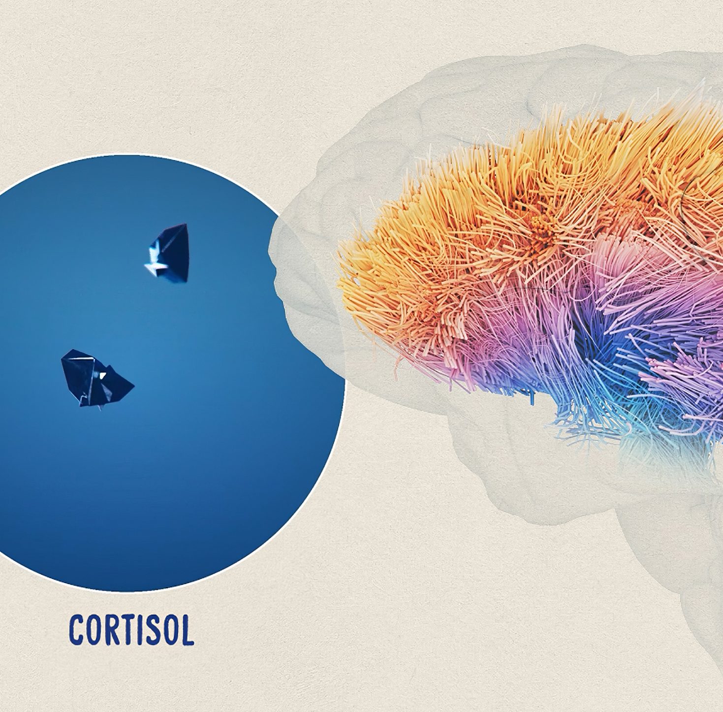 Cortisol against the connectome