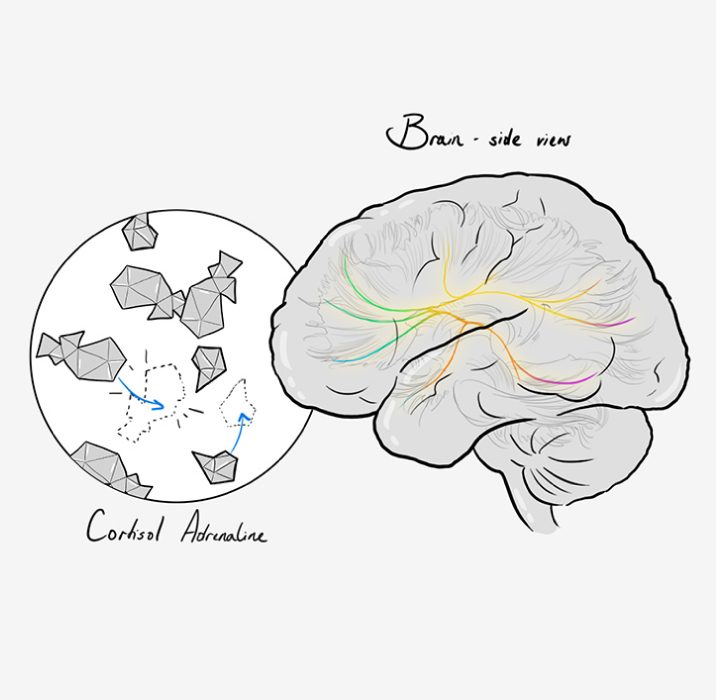 Sketch: brain and cortisol