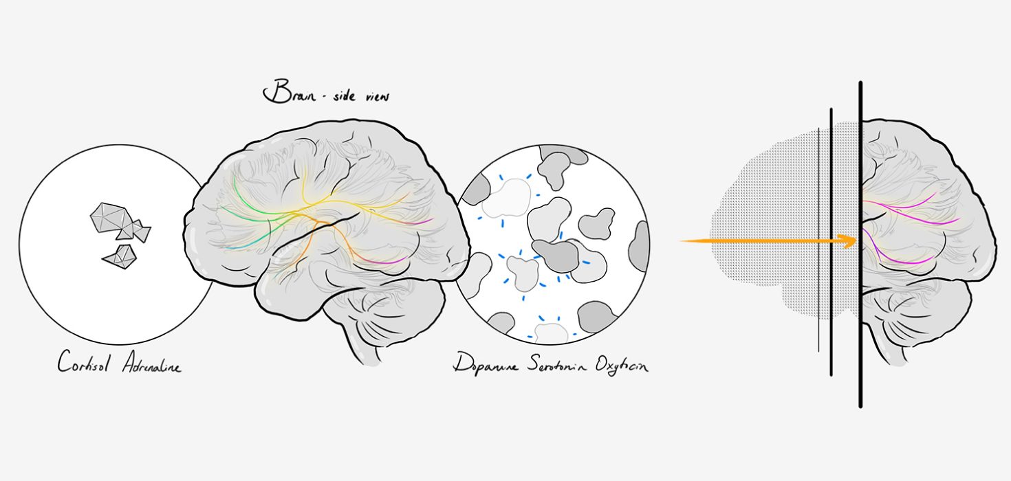 Sketch: brain trio