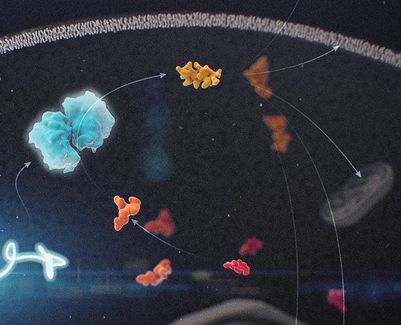 The interior of a cell