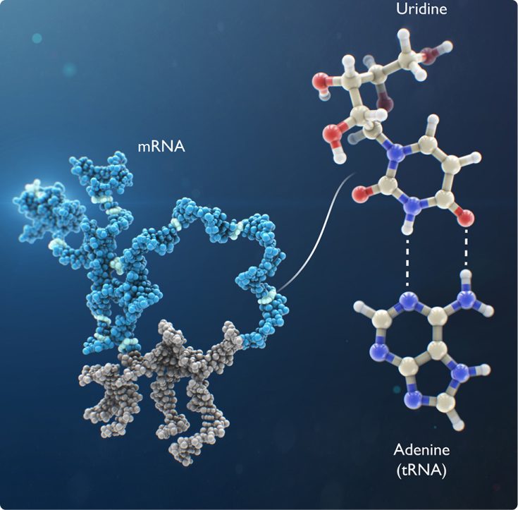 Mechanism of action illustration