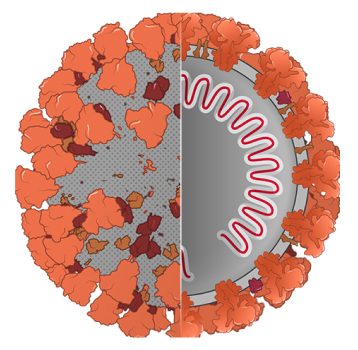 Mechanism of disease illustration