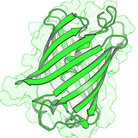 Protein rendering