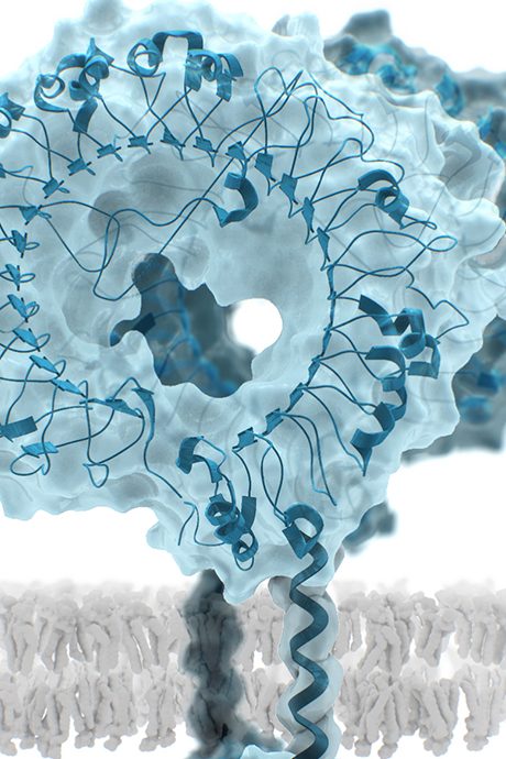 A cell surface receptor