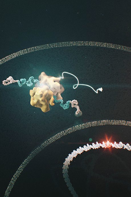 A ribosome translating mRNA, from Moderna explainer work