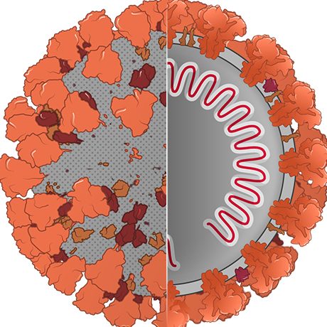 Sectioned virus structure