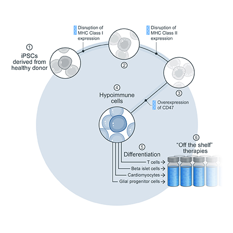 Diagram of the Sana Hypoimmune platform