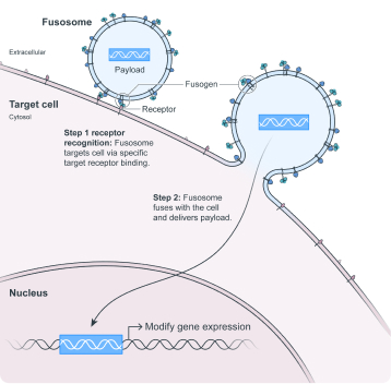 Donor to recipient schematic
