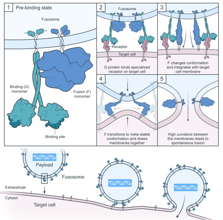 Fusogen mechanism sequence