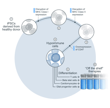 Target cell receptor recognition