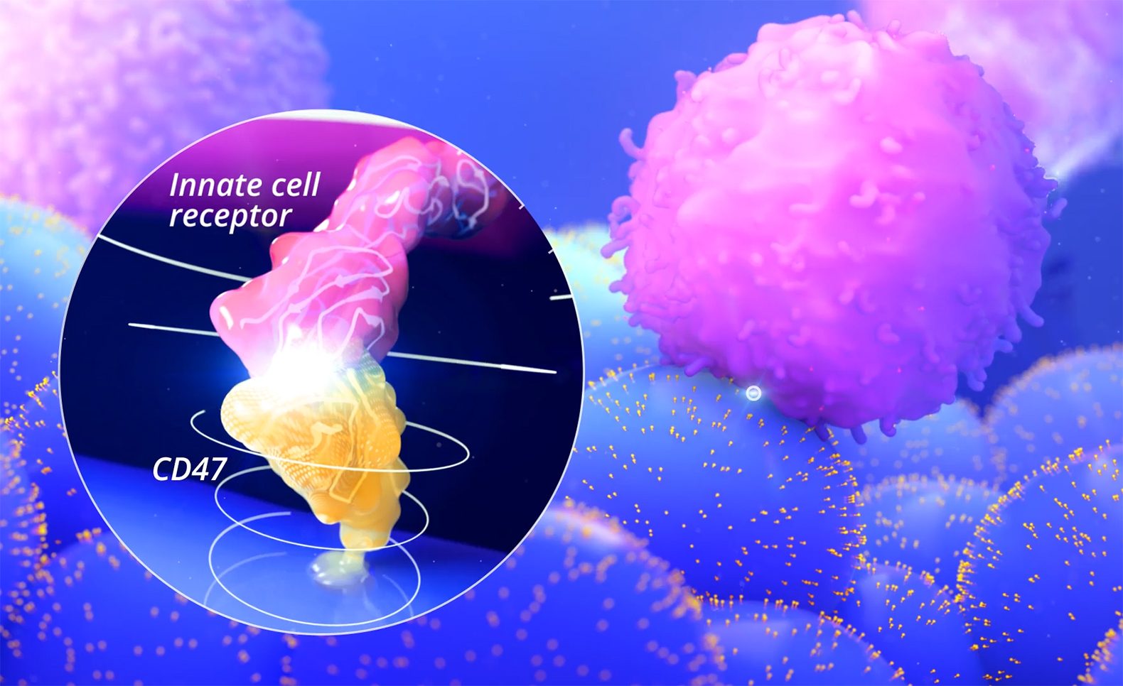 Engineered cell displaying CD47 on its surface, from the Sana Hypoimmune platform film