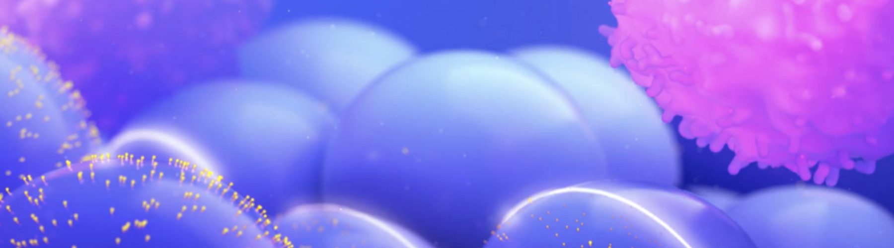 Hypoimmune cells rendered in Sana's blue and magenta palette