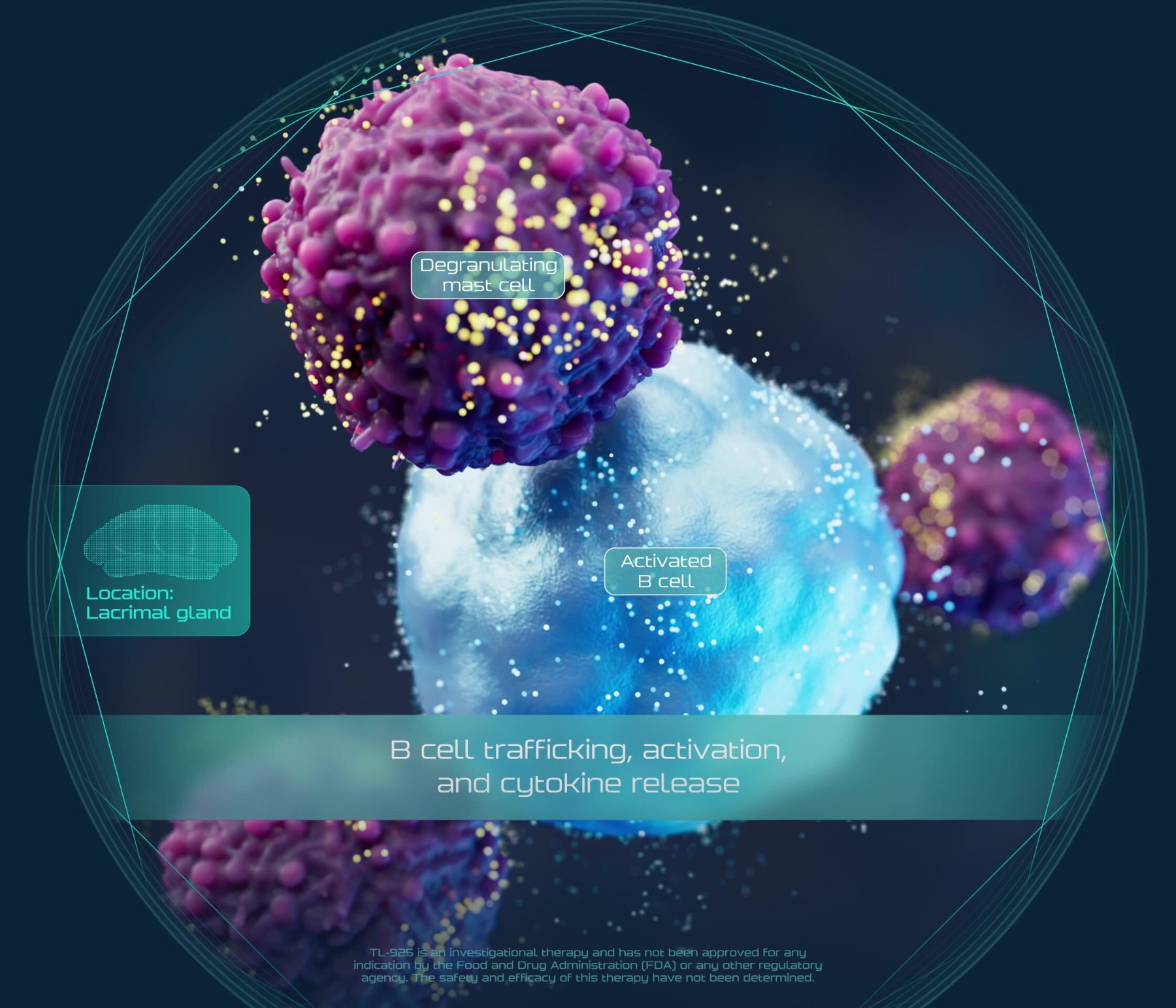 Degranulating mast cell and activated B cell in the lacrimal gland