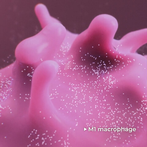 An M1 macrophage, reprogrammed