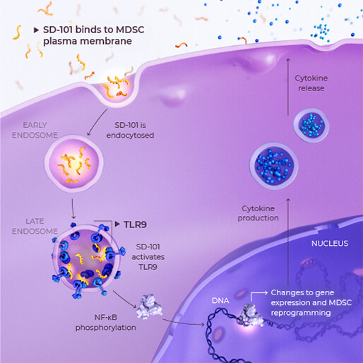 SD-101 binds the MDSC plasma membrane, is endocytosed, and activates TLR9 in the late endosome, driving cytokine production and reprogramming the cell.