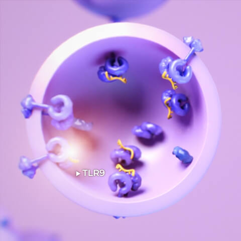 TLR9 within the endosome