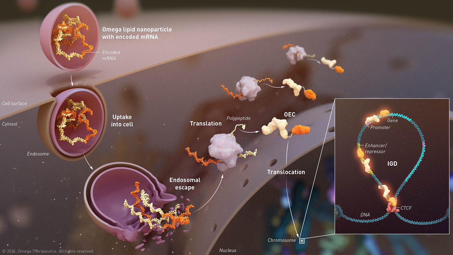Mechanism-of-action visualization